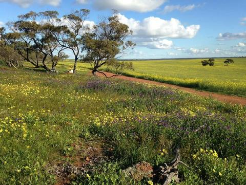 Coorow Wildflower Drive