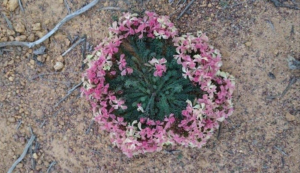 Coorow Wildflower Drive, Coorow, Western Australia