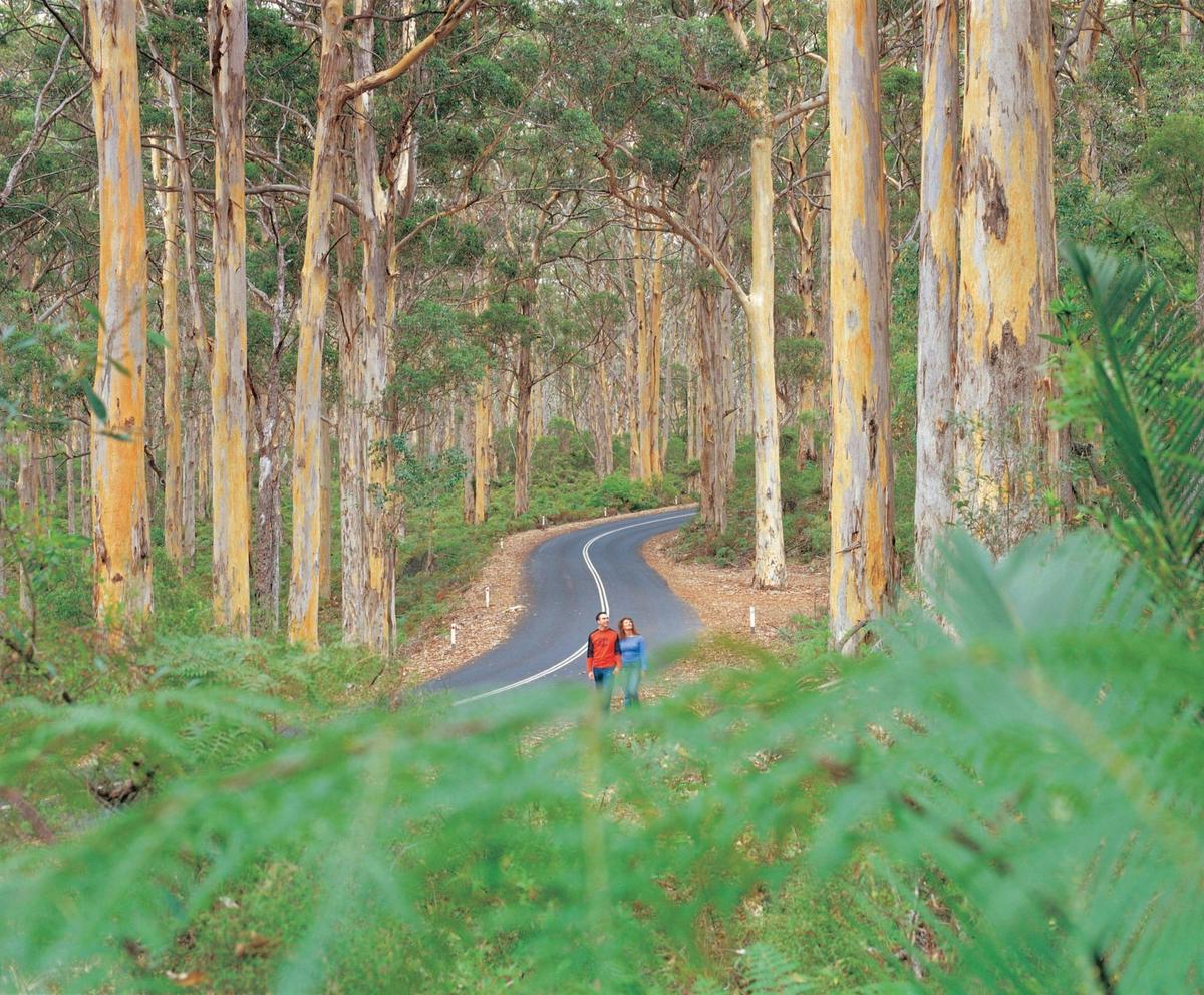 Boranup Karri Forest along Caves Road