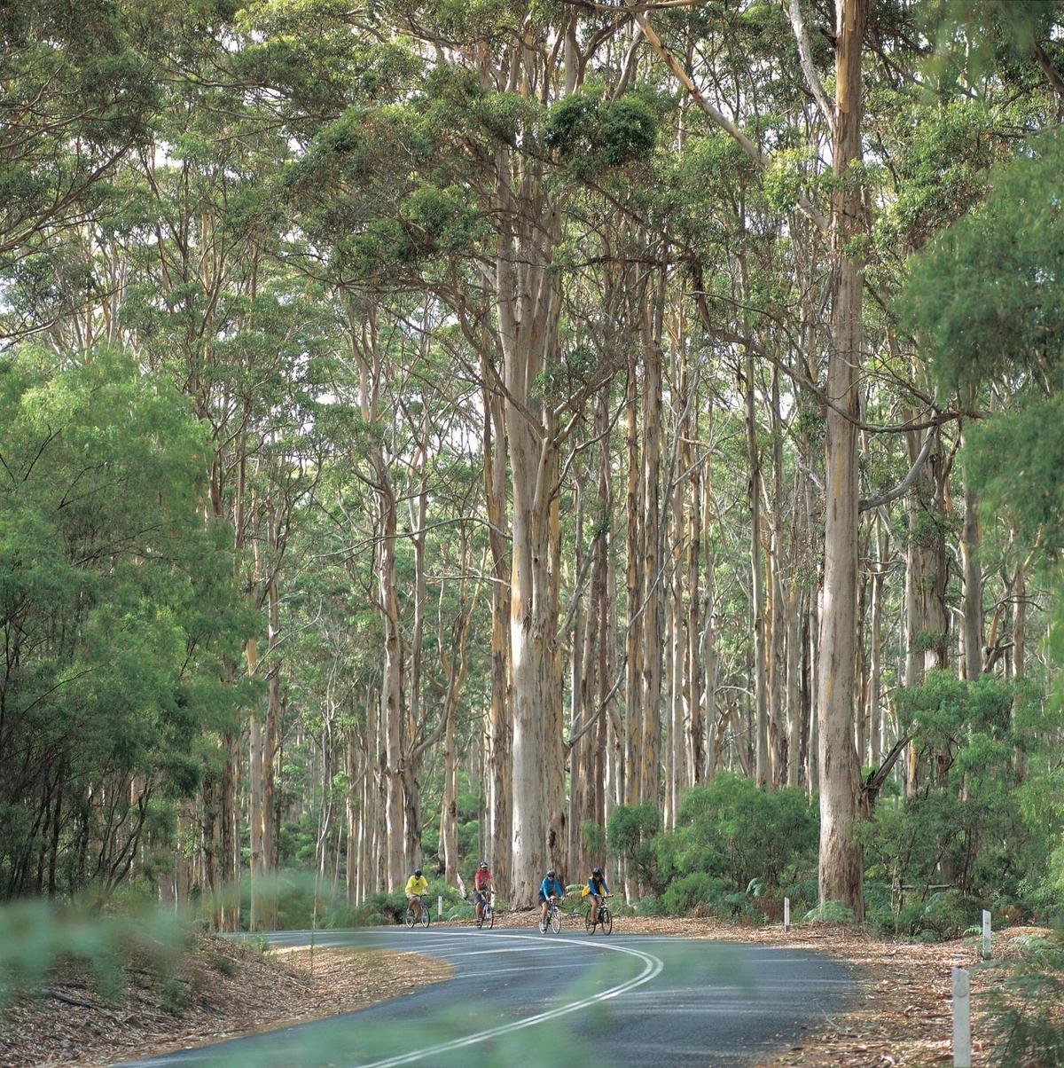 Cyclists on Caves Road in Boranup State Forest, near Margaret River