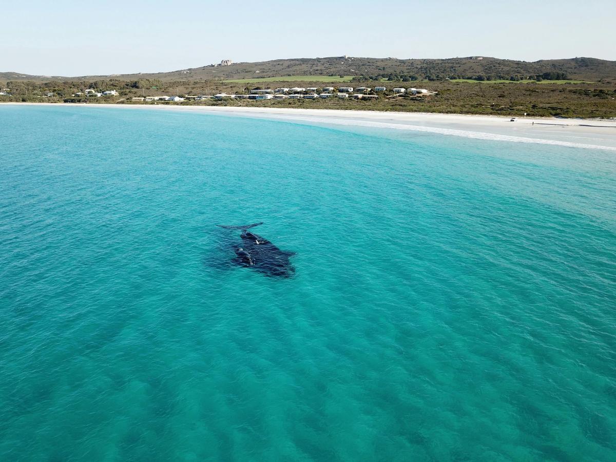 Whales at Cheynes Beach