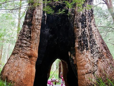 Ancient Empire Walk, Valley of the Giants