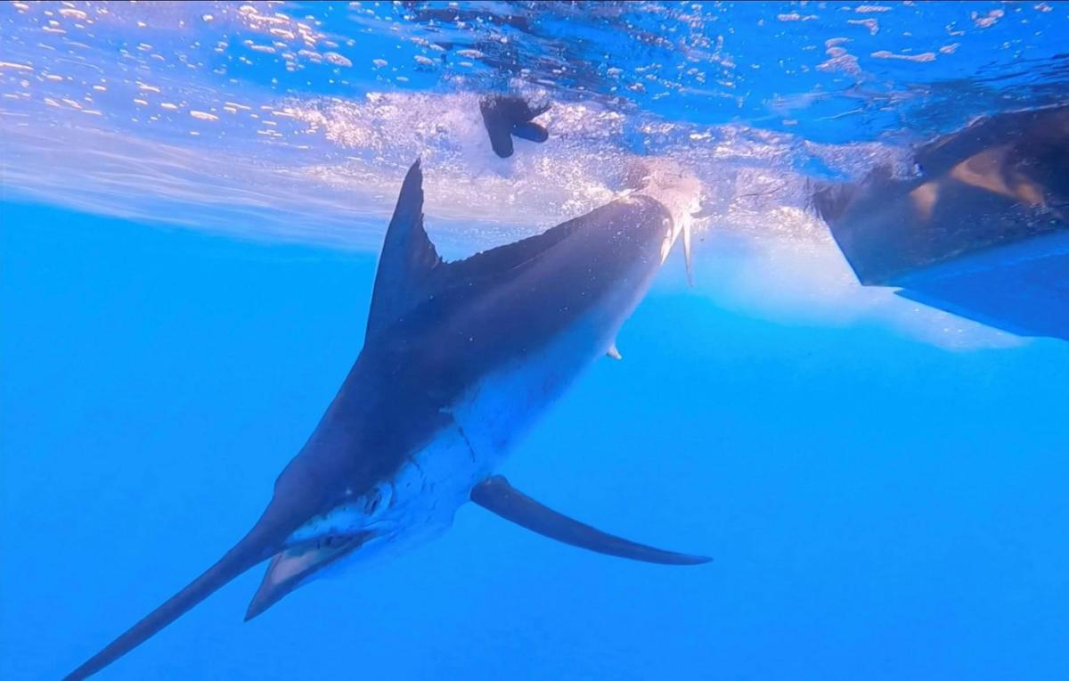 Underwater phot of Black Marlin being released