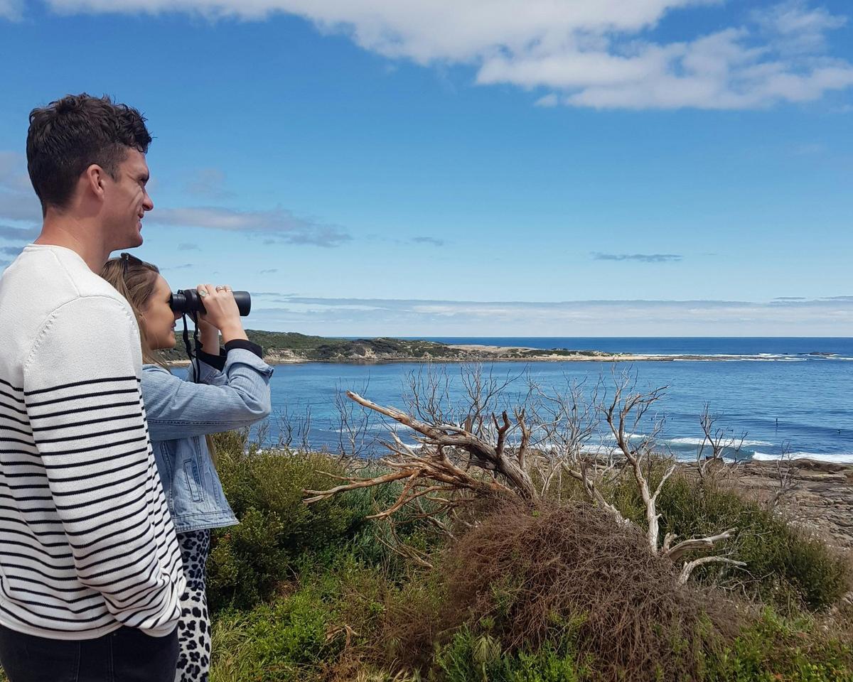 Whale Watching