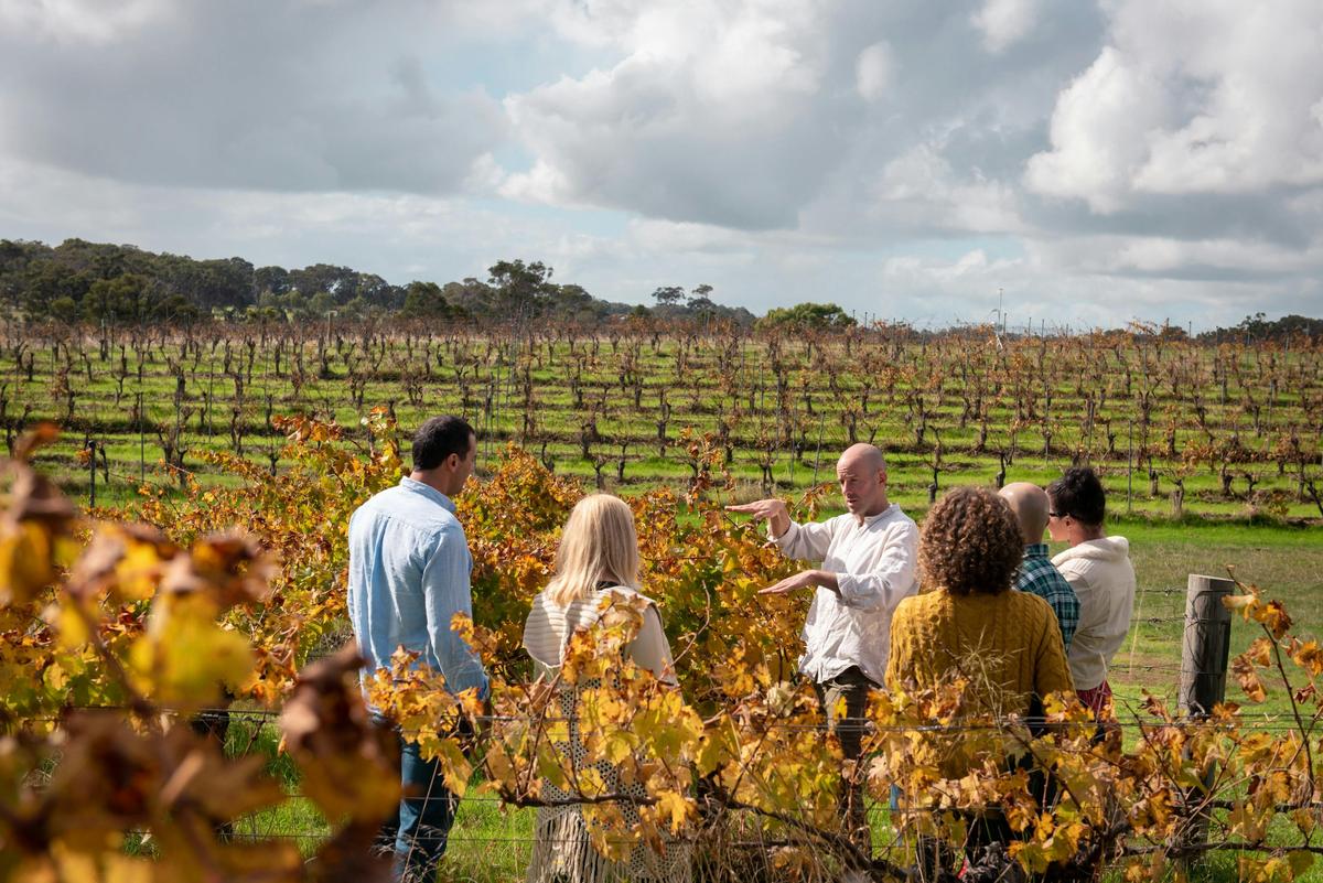 Dive deep in the vineyard