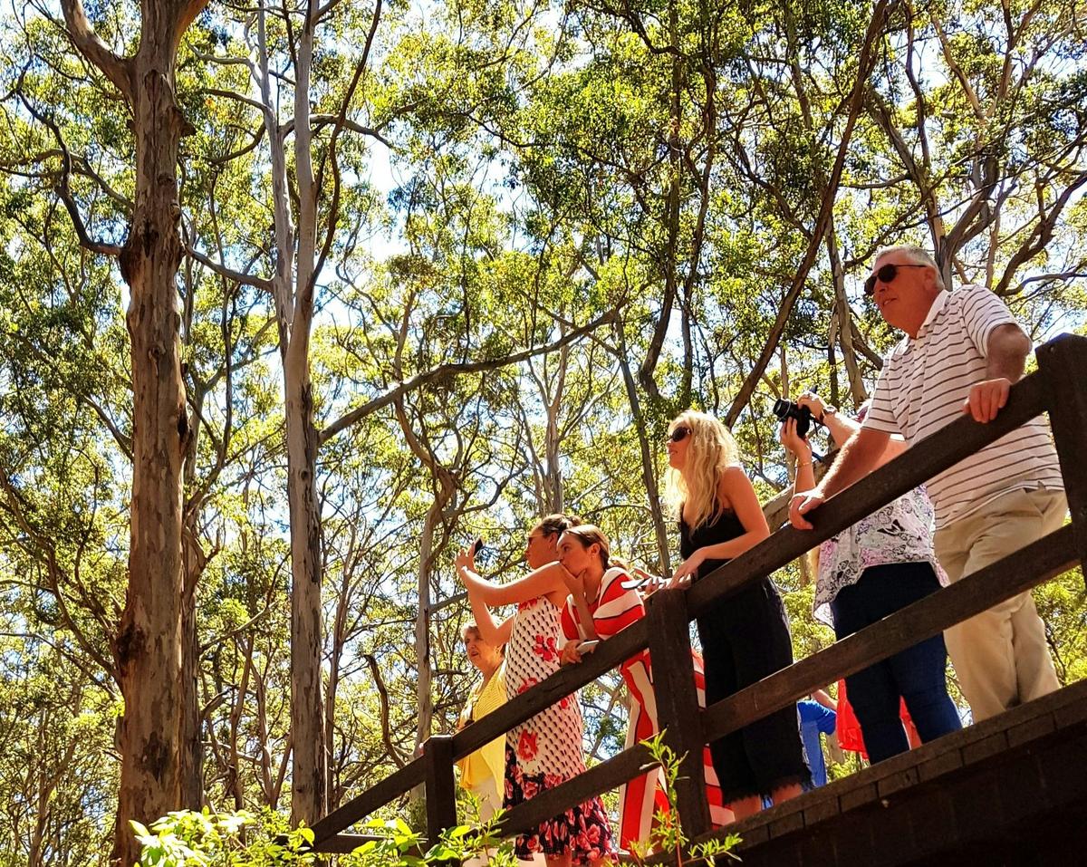 Secret Delights: Small-Group Curated Wine, Coffee, Lunch & Forest Tour