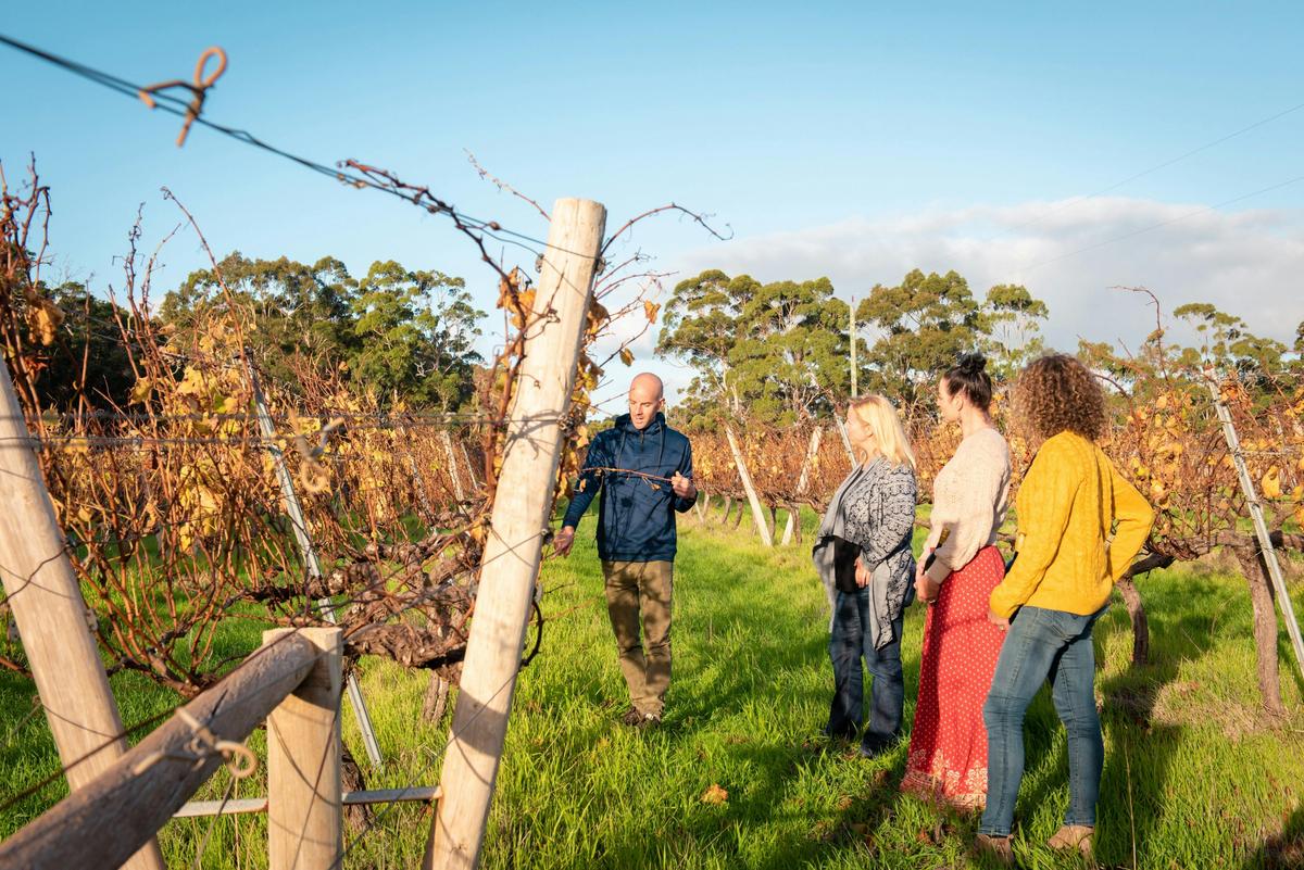 Secret Delights: Small-Group Curated Wine, Coffee, Lunch & Forest Tour