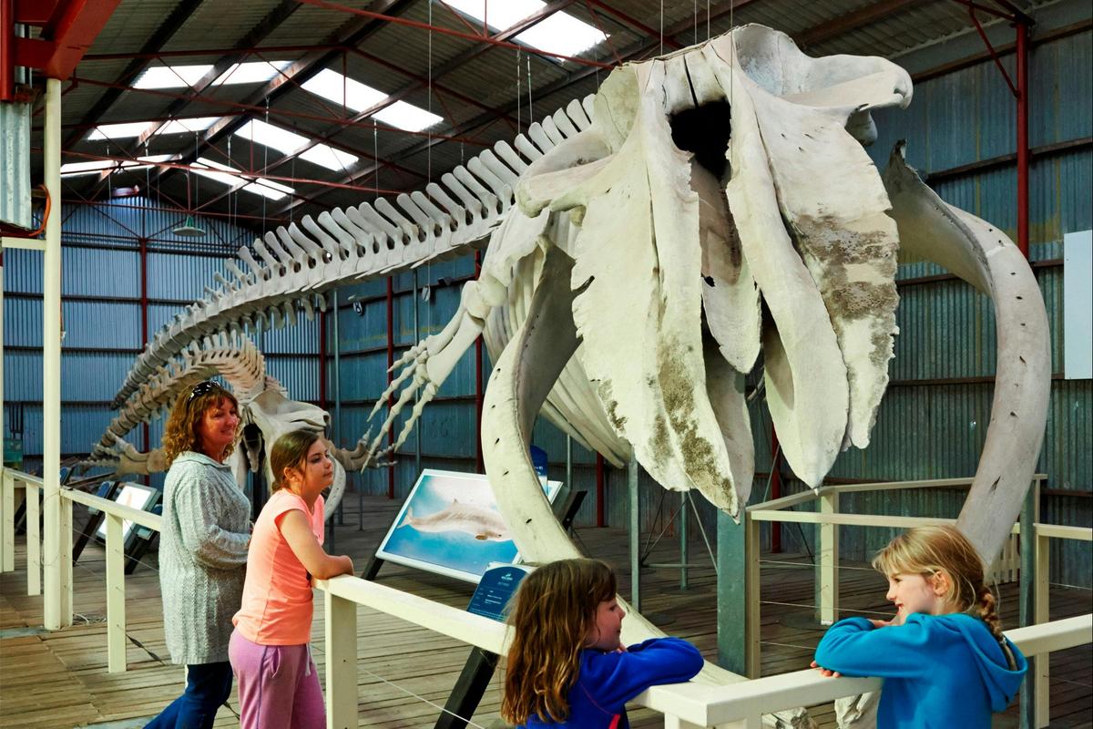 Skeleton display at Albany's Historic Whaling Station