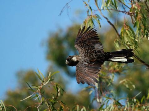 Endemic Birds of Southwest Western Australia