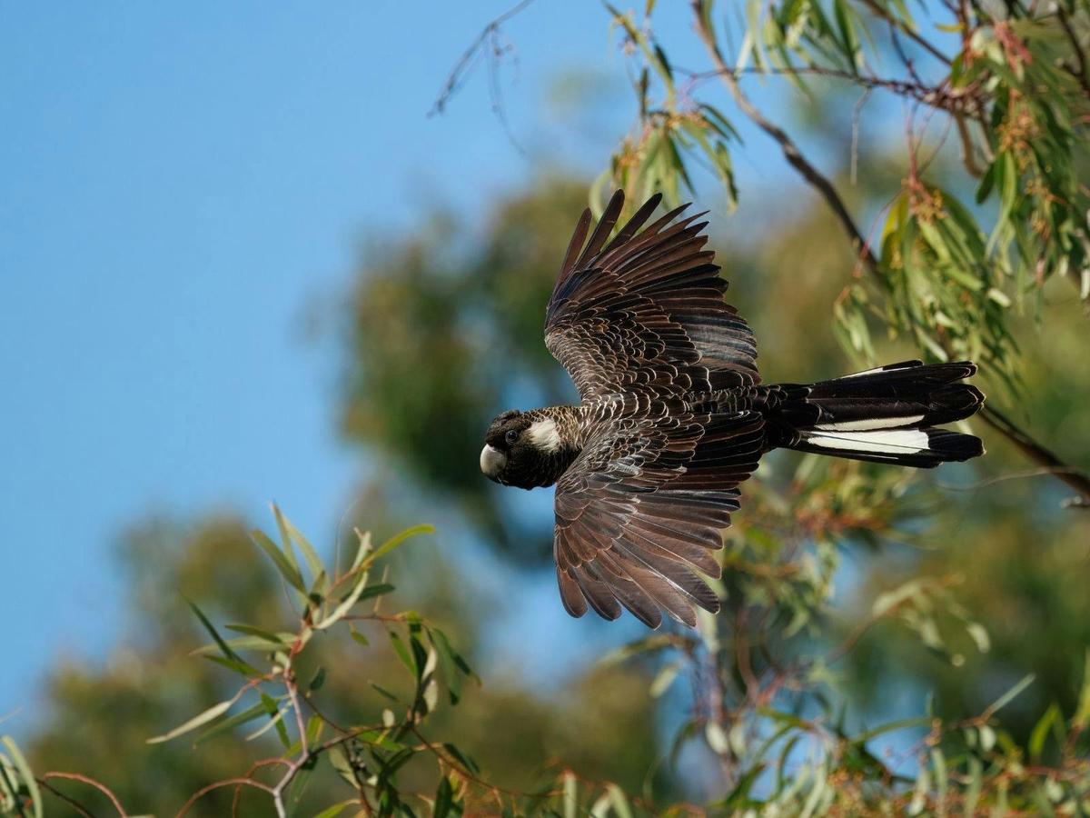 Endemic Birds of Southwest Western Australia