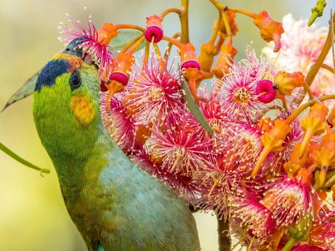 Endemic Birds of Southwest Western Australia