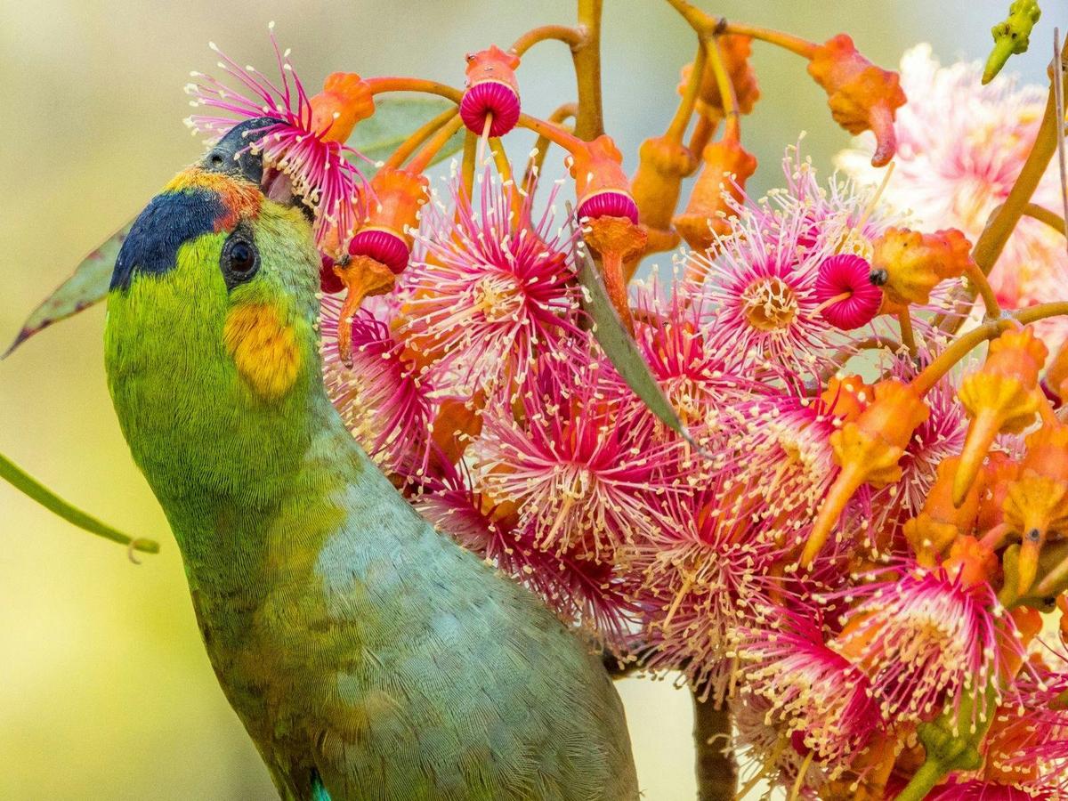Endemic Birds of Southwest Western Australia