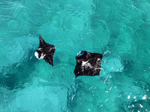Whale Sharks & Ningaloo Coast Wildlife