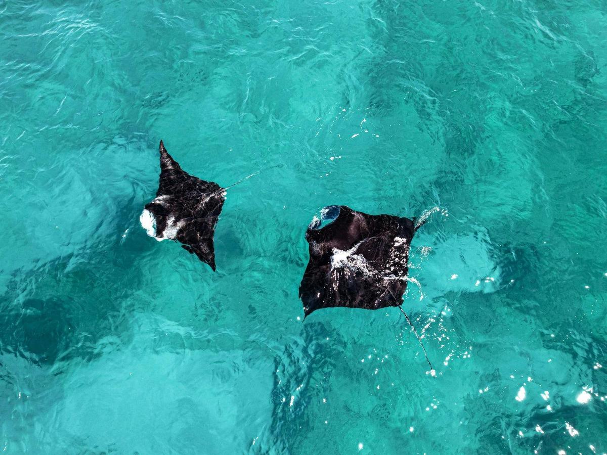 Whale Sharks & Ningaloo Coast Wildlife