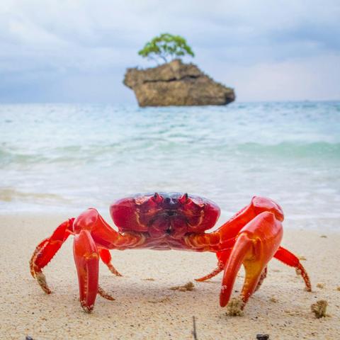Christmas & Cocos Islands - Nature & Wildlife Journey