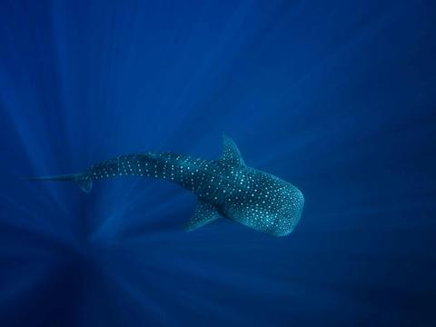 Whale Sharks & Ningaloo Coast Wildlife