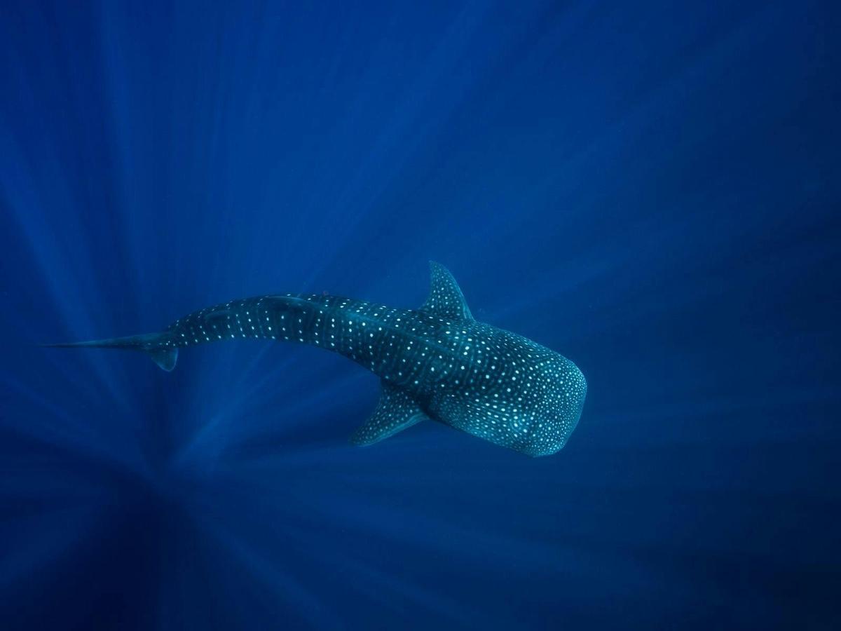 Whale Sharks & Ningaloo Coast Wildlife