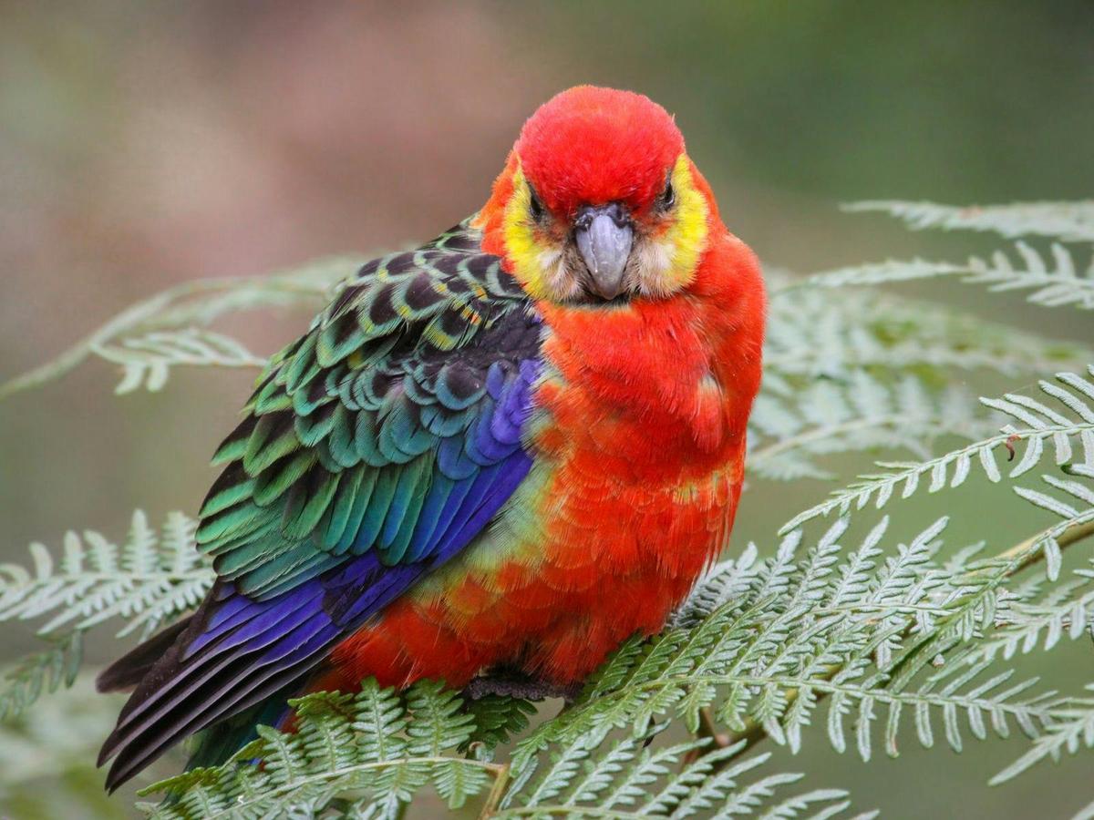 Endemic Birds of Southwest Western Australia