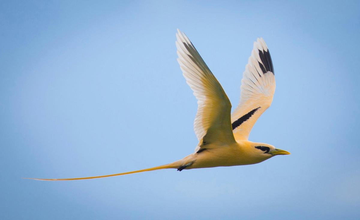 Christmas & Cocos Islands - Nature & Wildlife Journey