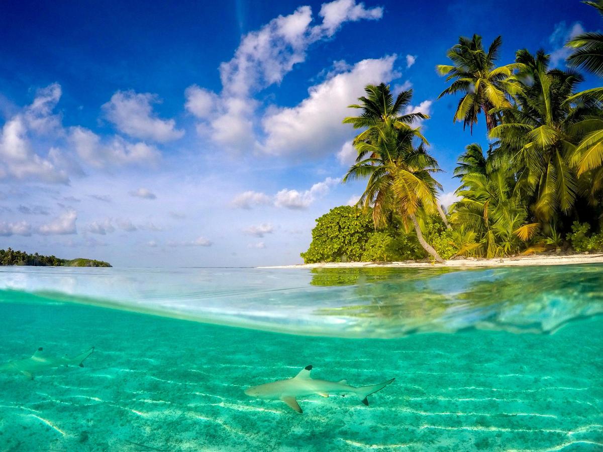 Christmas & Cocos Islands - Nature & Wildlife Journey