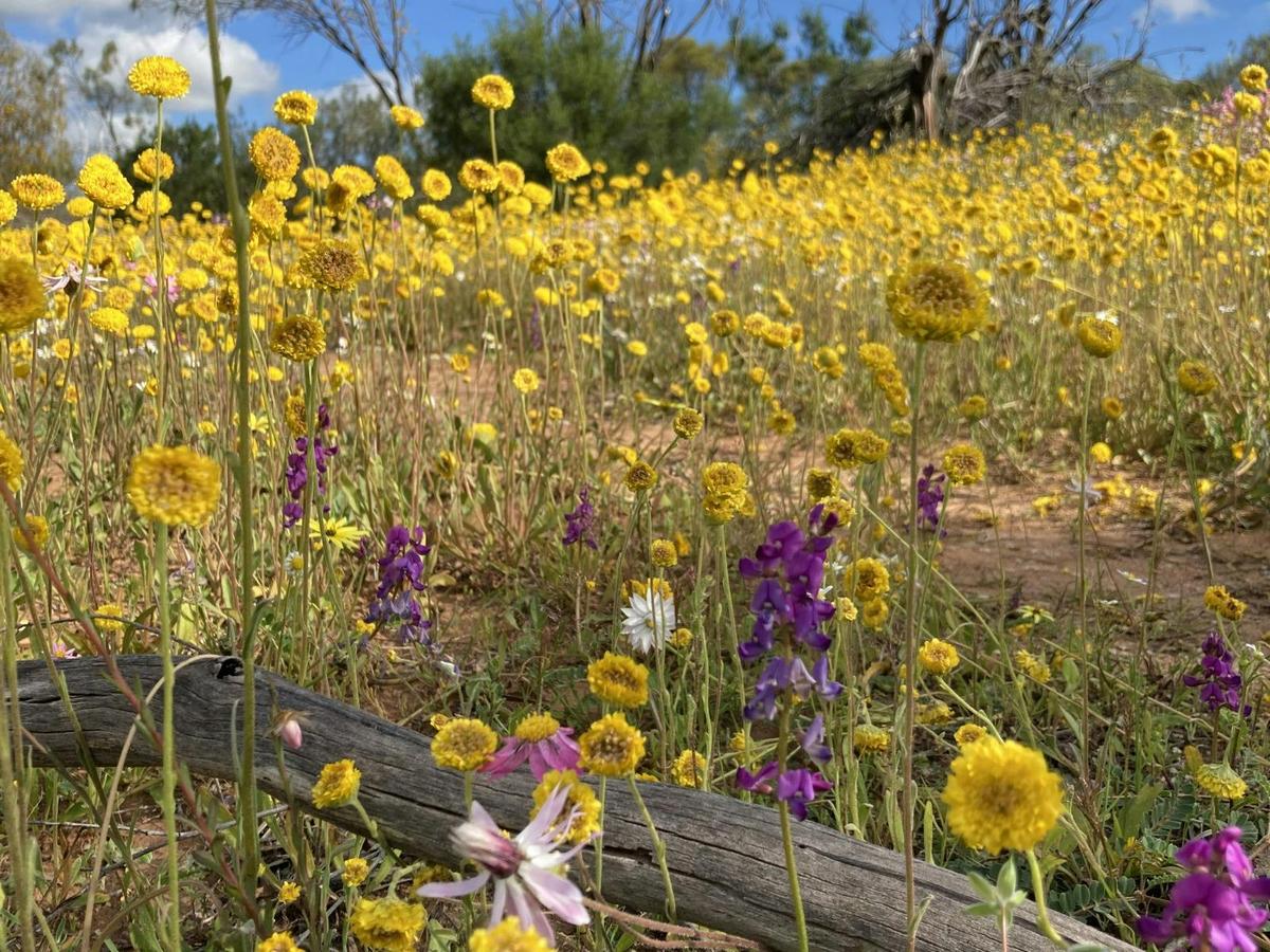 Wildflowers & Natural Wonders of the Mid West