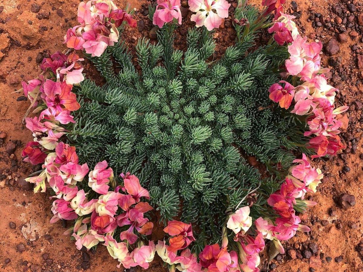 Wildflowers & Natural Wonders of the Mid West