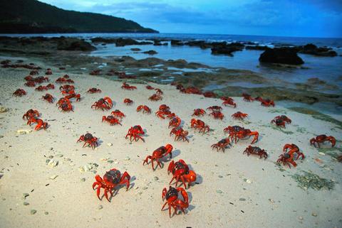 Christmas Island Crab Spawning & Cocos Island Experience