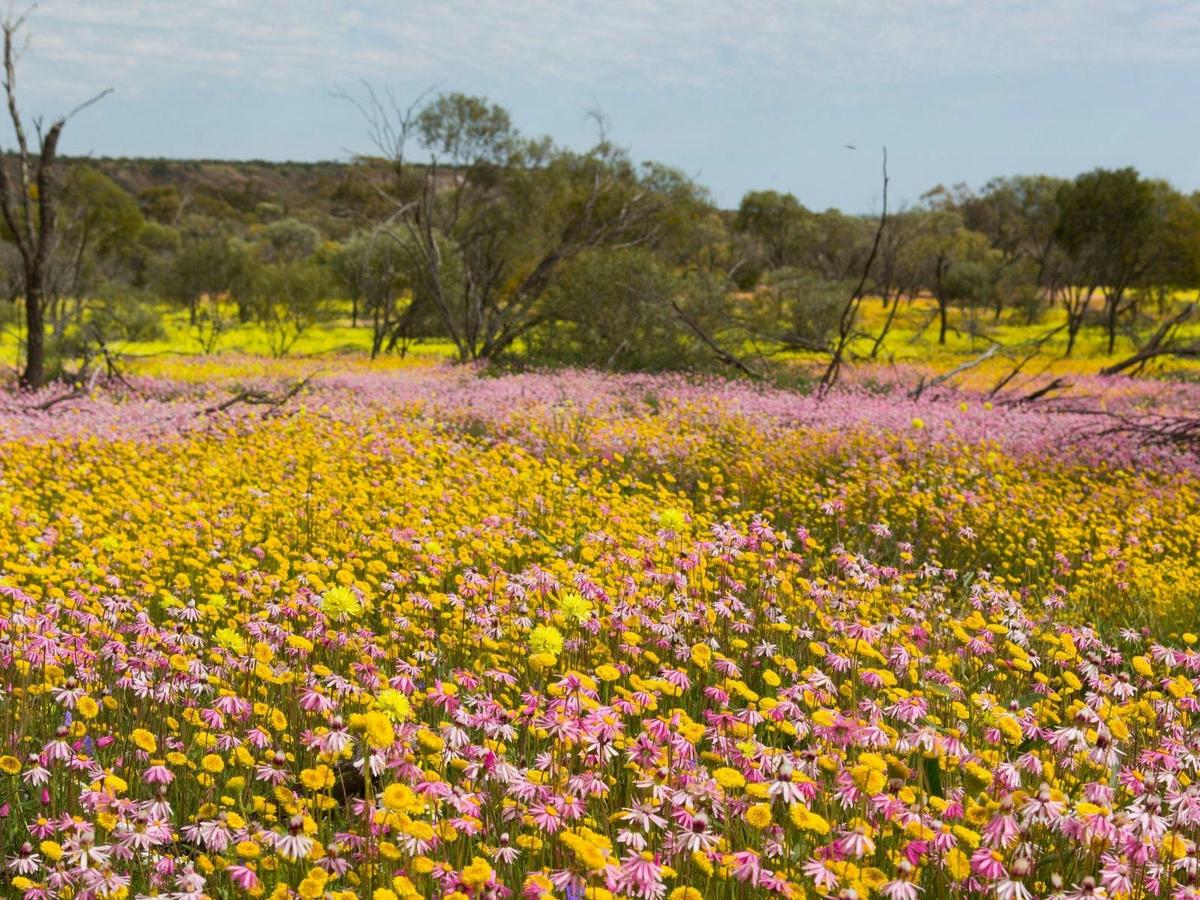 Wildflowers & Natural Wonders of the Mid West