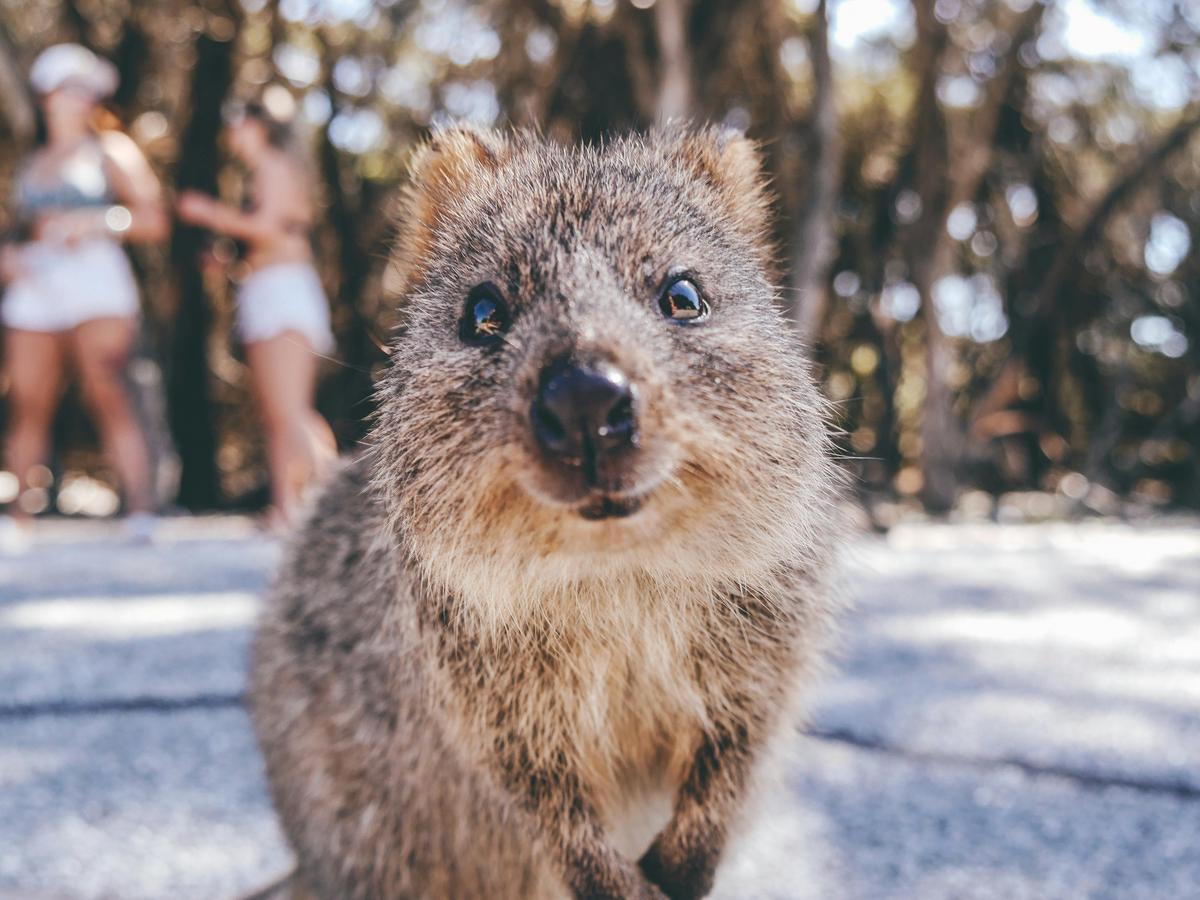 rottnest island quokka boat