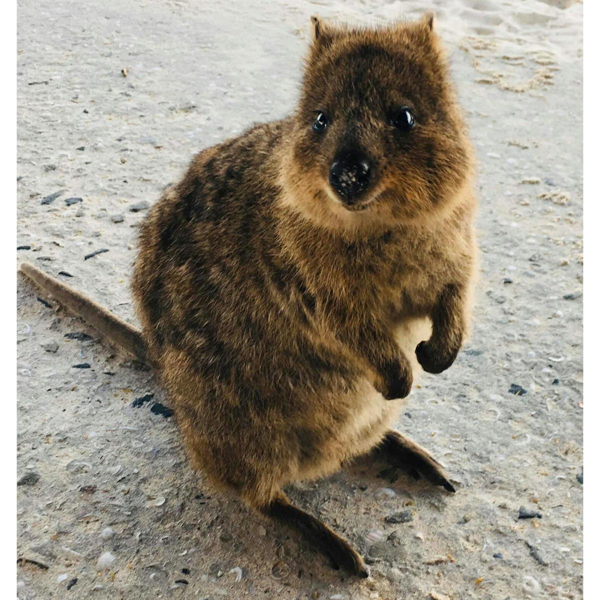 Full Day Quokka and Rock Lobster Rottnest Island Boat Tour
