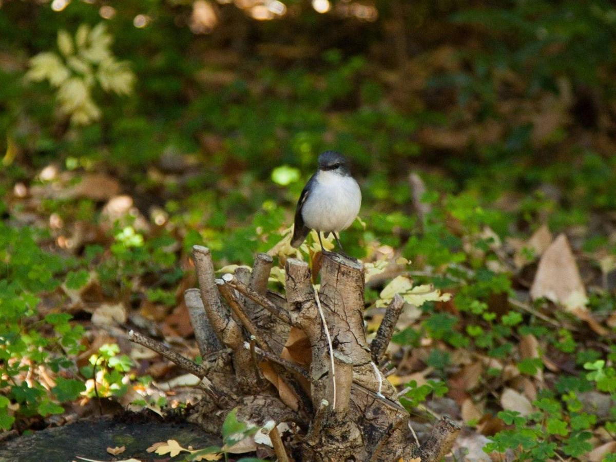 Robin in the Park
