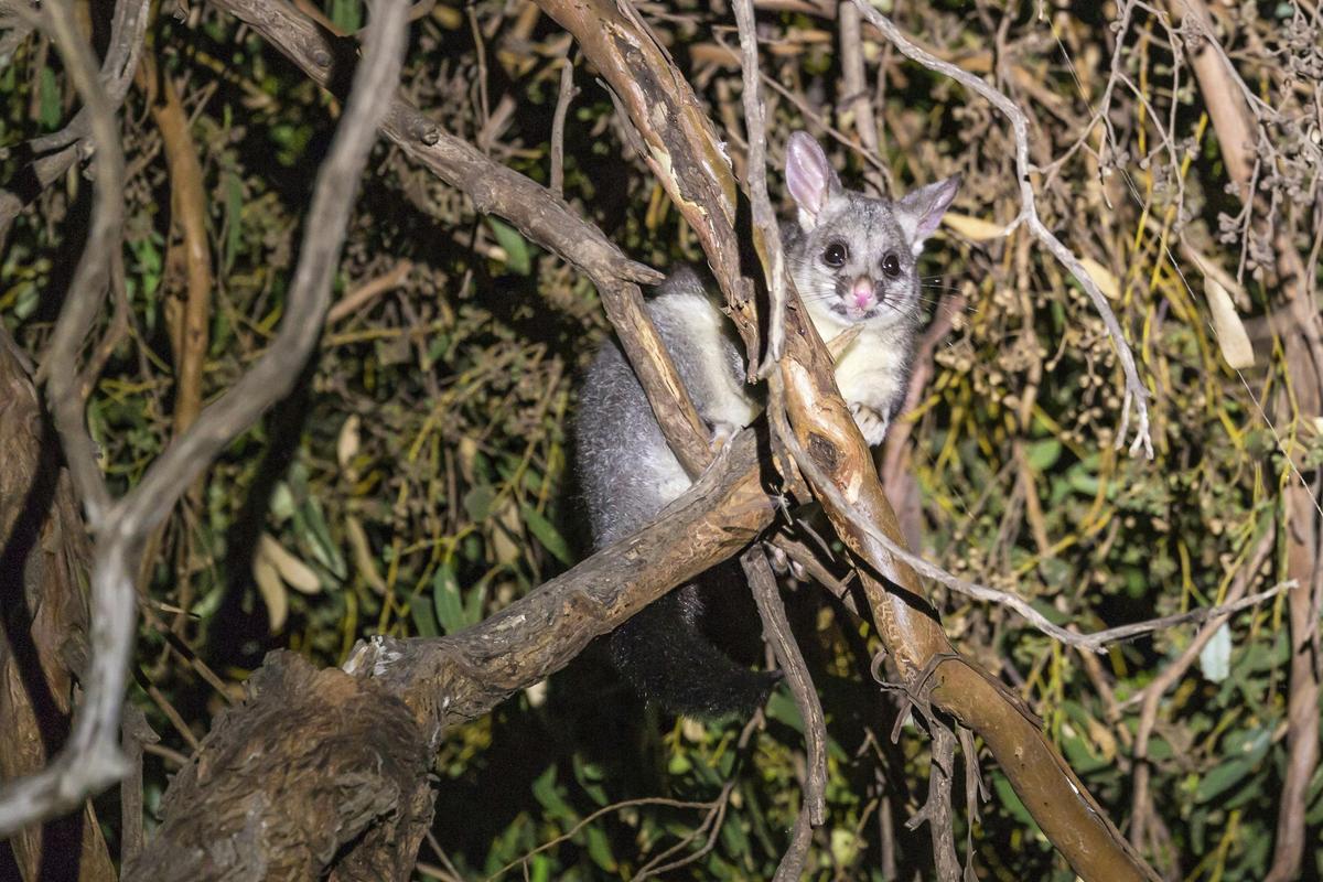 Meet their resident Stargazer Possums