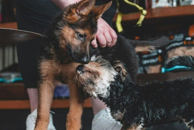 Sandys Grooming Tails K9 Cafe
