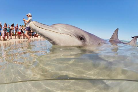 4 Day Perth to Monkey Mia Coastal Loop Return Tour - Hotel Comfort-level