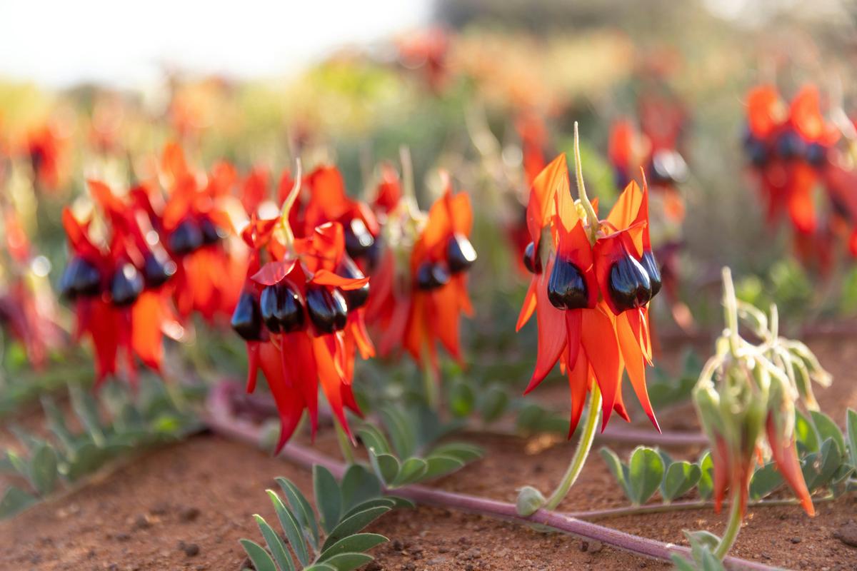 Pinnacles & Lobster Yanchep Full Day Tour