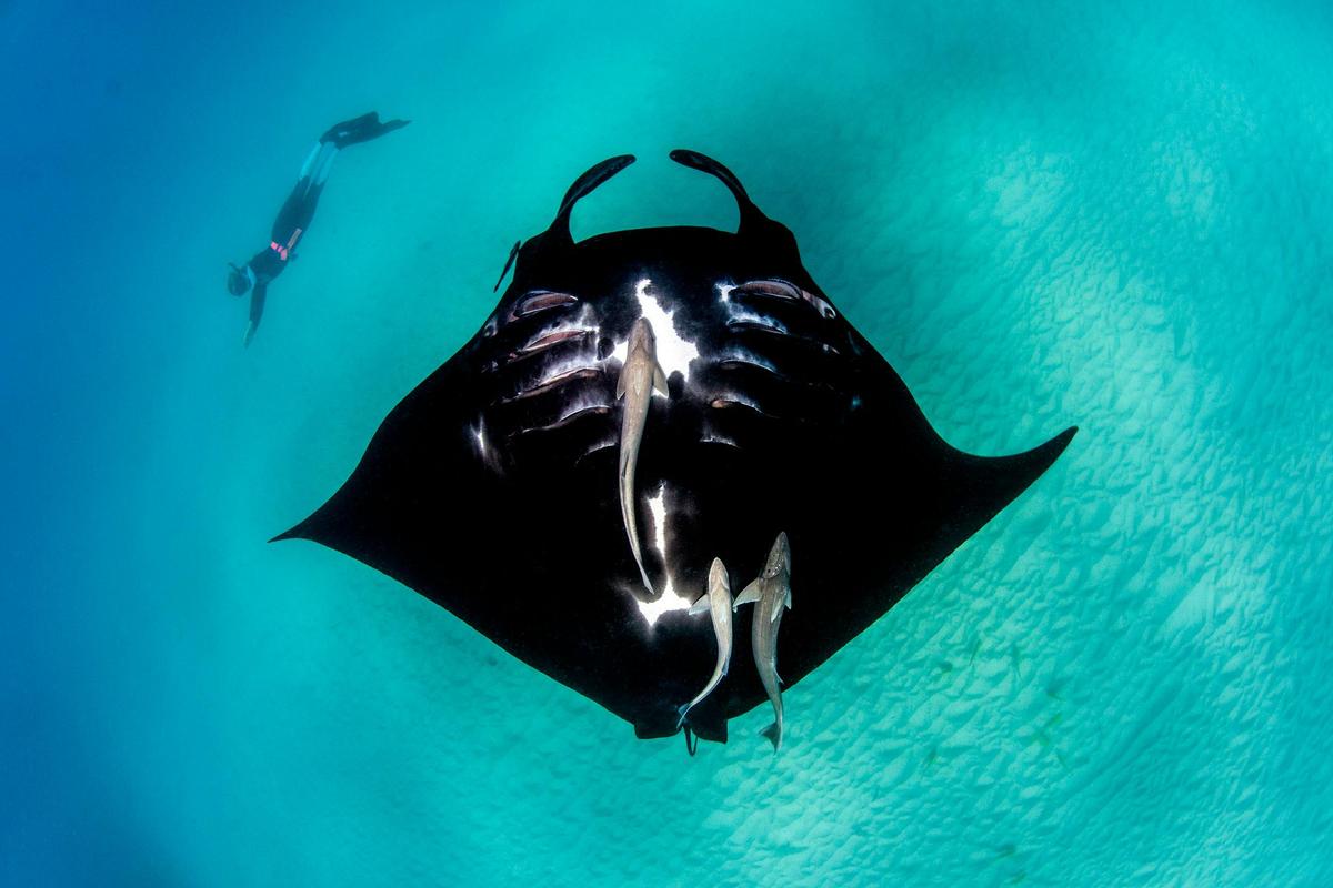 Autopia Tours - Coral Bay Manta Rays migration