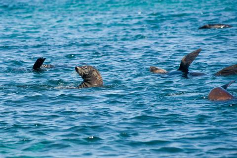Rottnest Island Bayseeker Island Tour