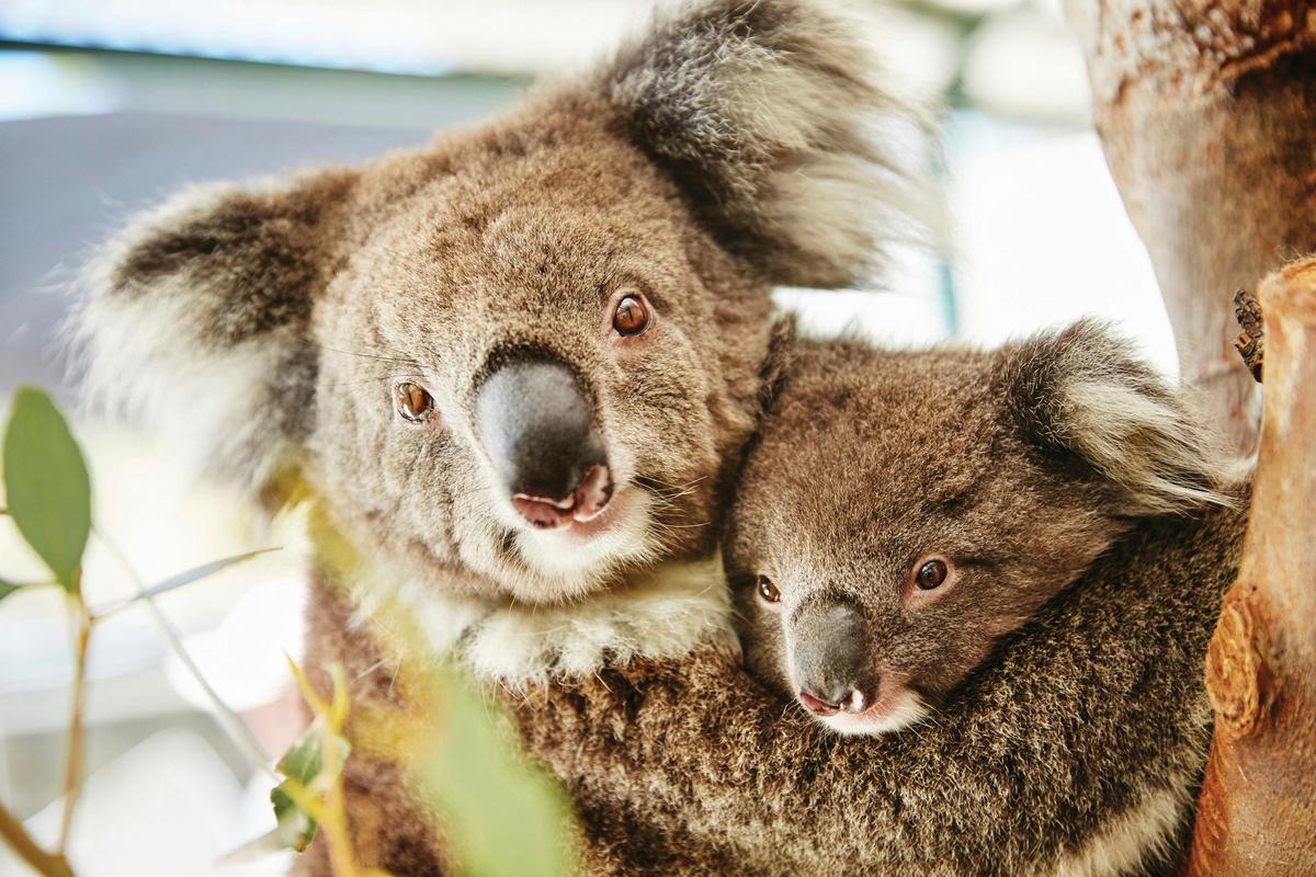 Pinnacles, Swan Valley Wildlife Park and Lancelin