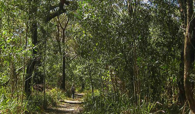 Sand track walk (south)