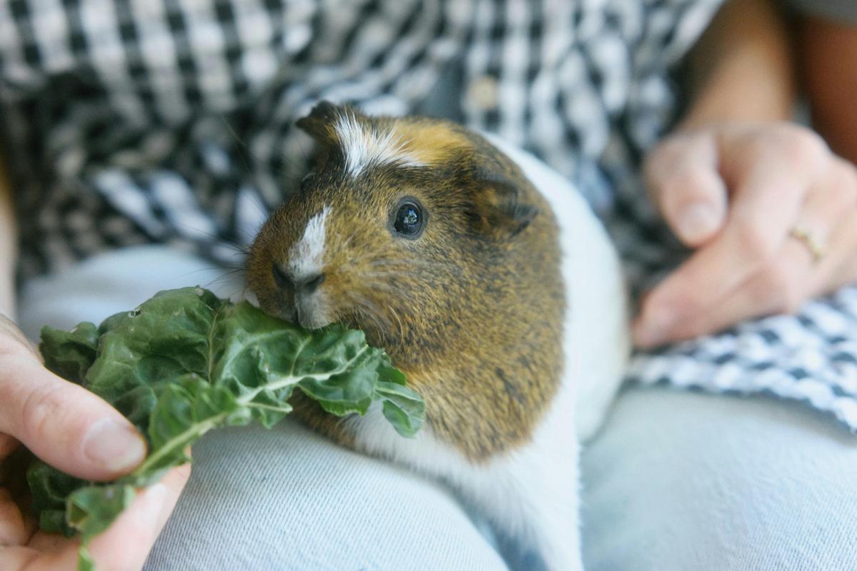 Free Roam Guinea Pigs