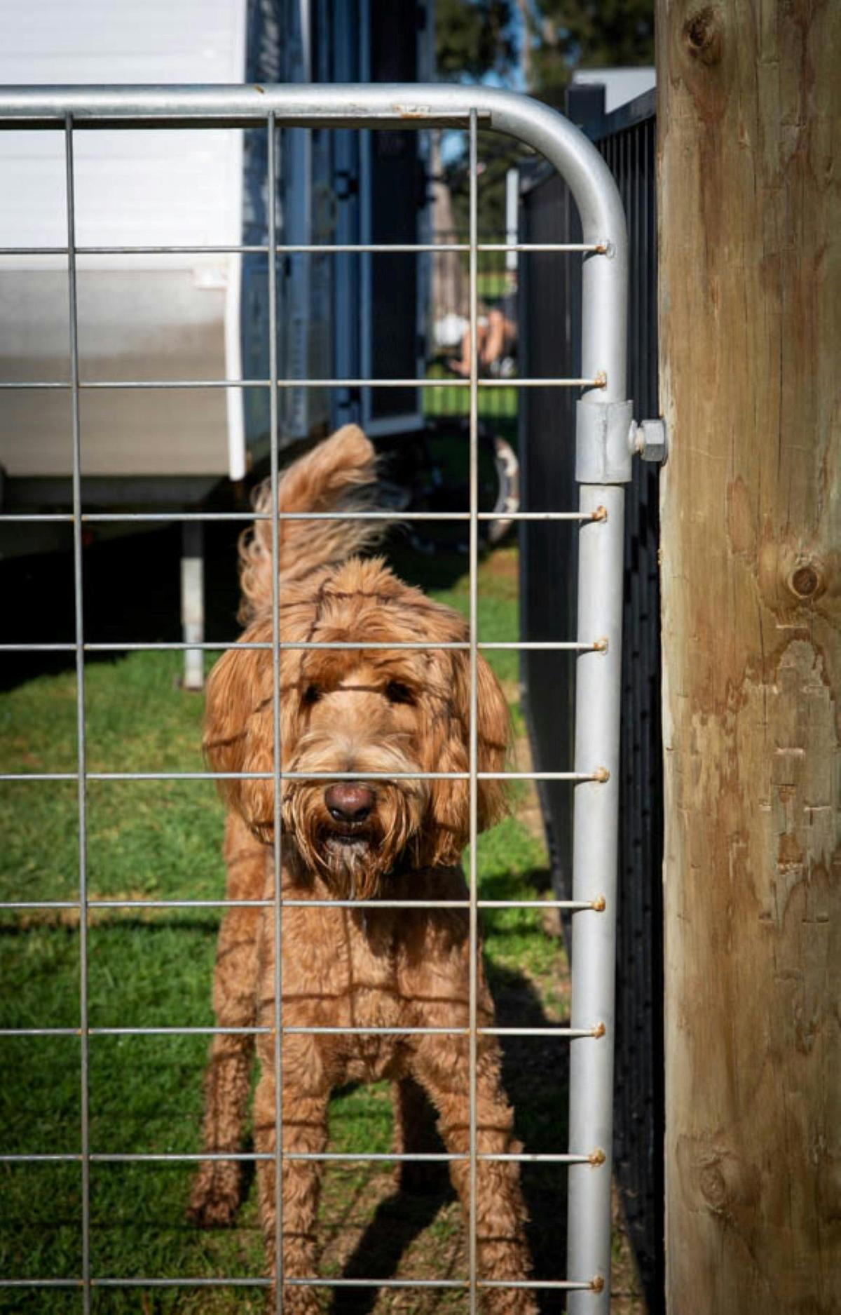 Fenced, pet friendly sites