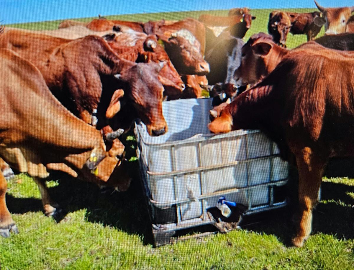 Spent grain feeding a local farmers' cows. Great for their gut health.
