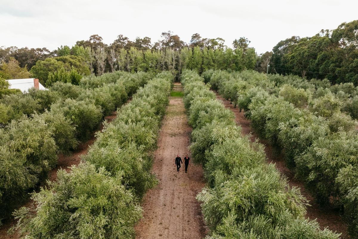 Olive Orchard at Vasse Virgin in Bickley Valley