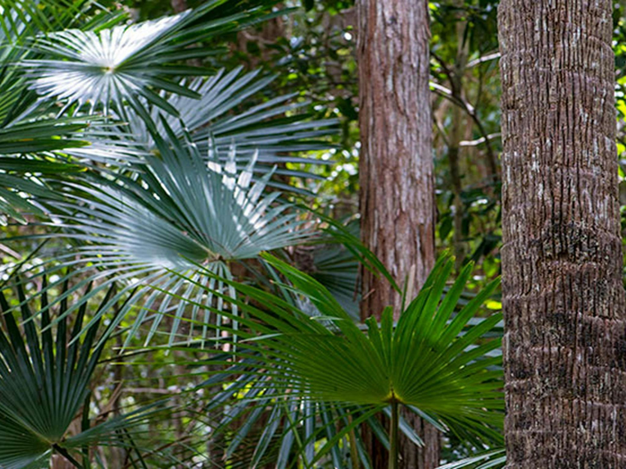 Sugar Creek trail, Wallingat National Park. Photo: John Spencer &copy; OEH