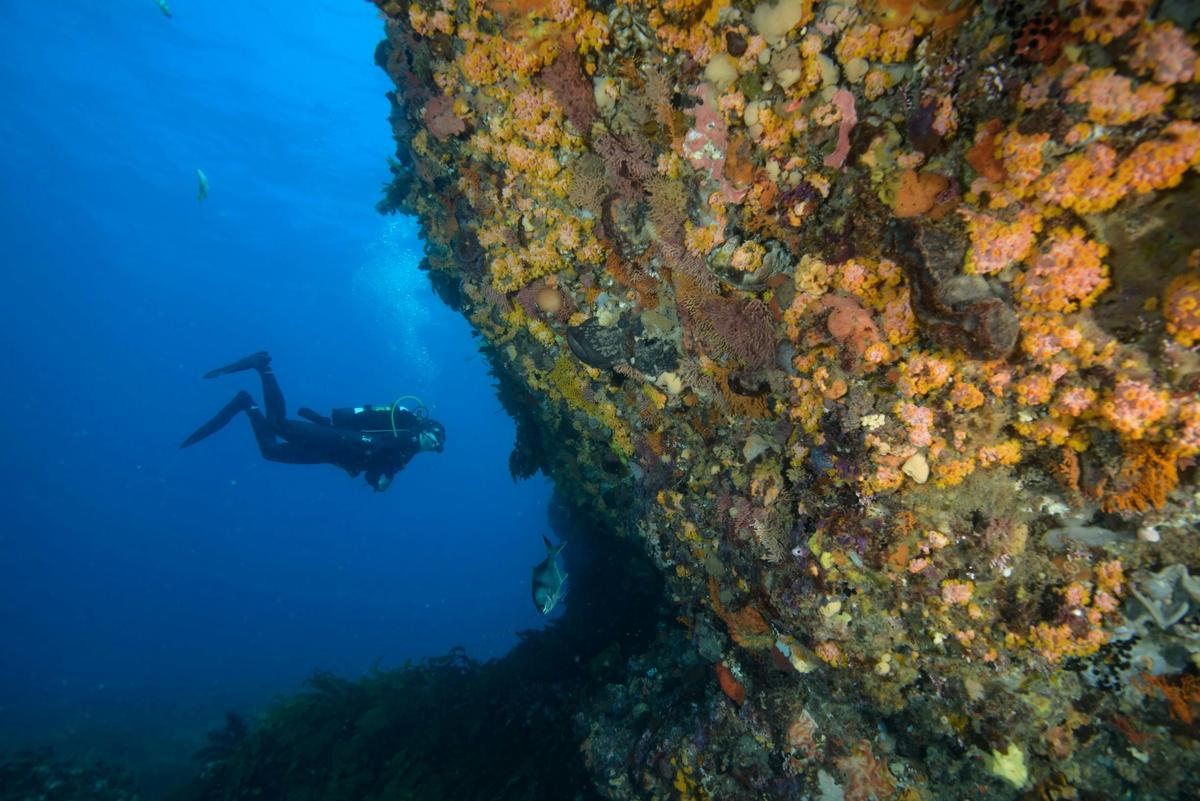 Rottnest Island Dive and Snorkel Day Tour