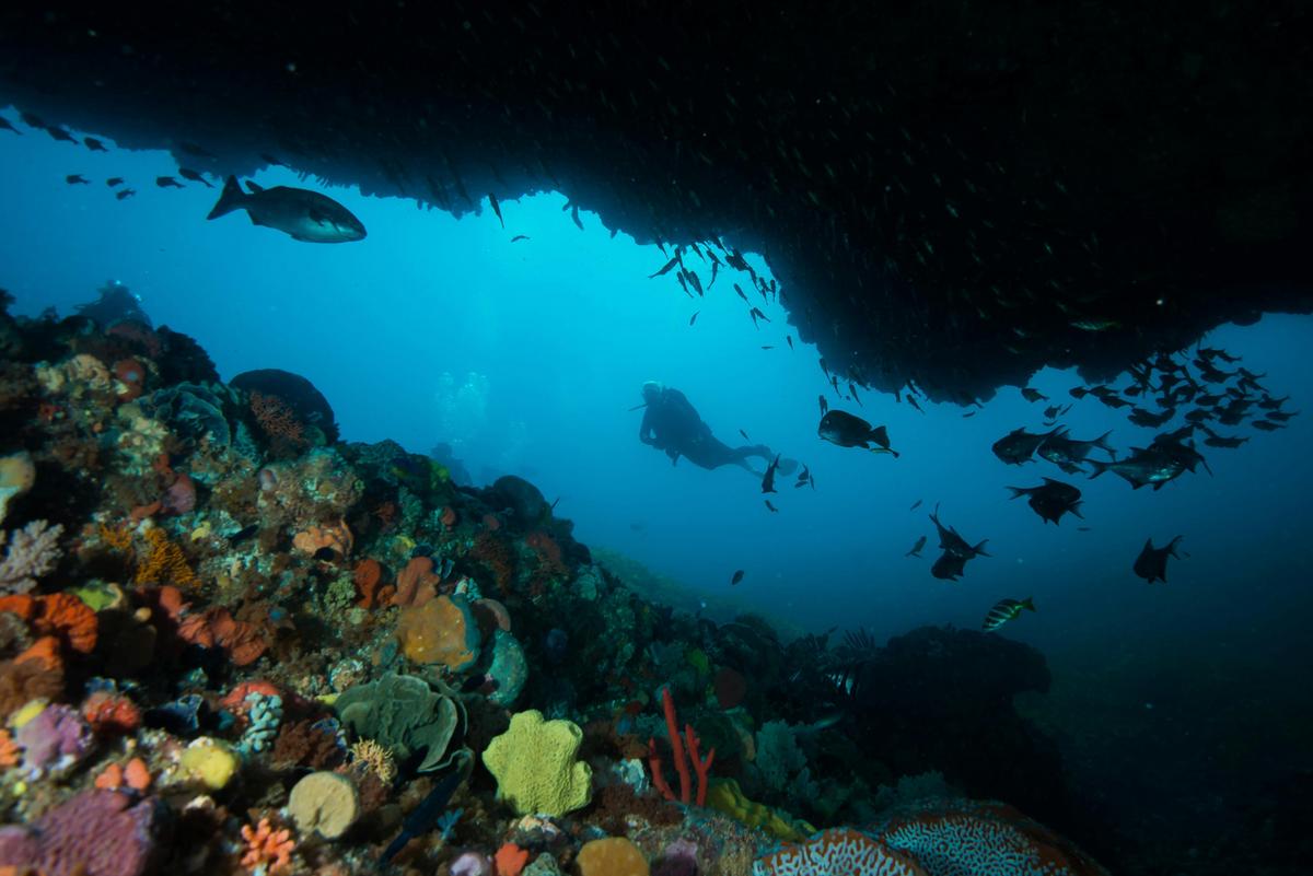 Diver at Rottnest Island