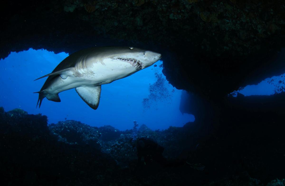 Grey Nurse shark at Rottnest Island