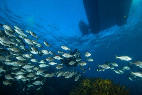 Rottnest Island Dive and Snorkel Day Tour