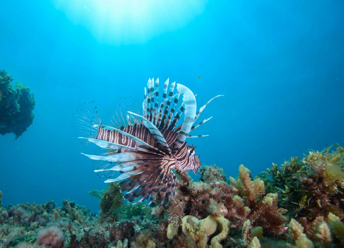Rottnest Island Dive and Snorkel Day Tour
