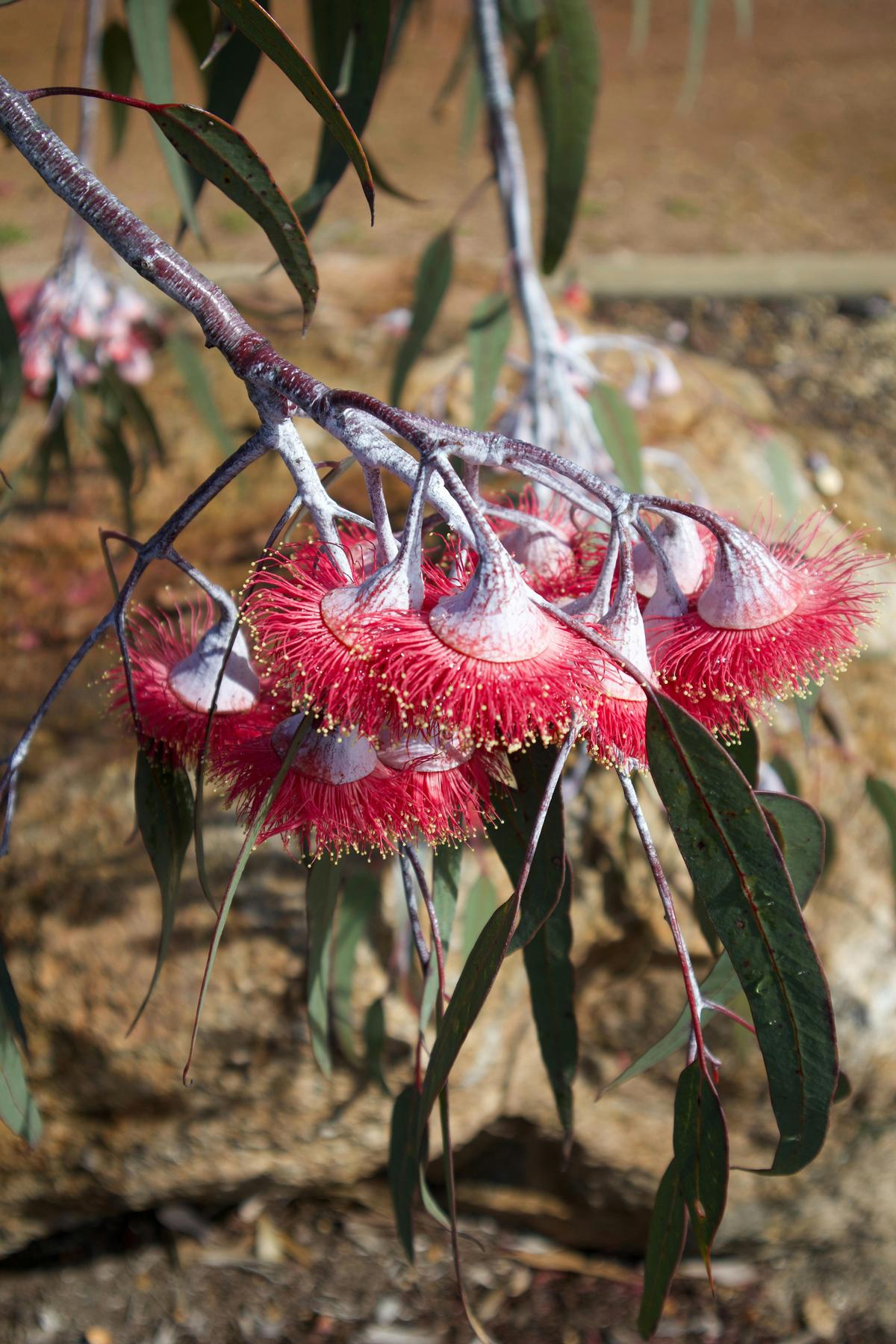 Flowering Eucalyptus